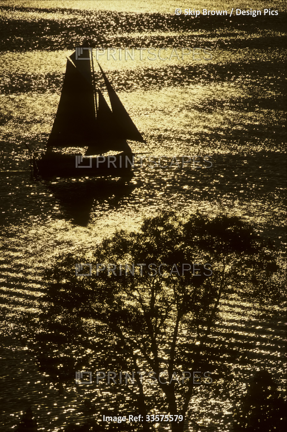 A sailboat, a tree and sparkling water on the Chester River; Maryland, United ...