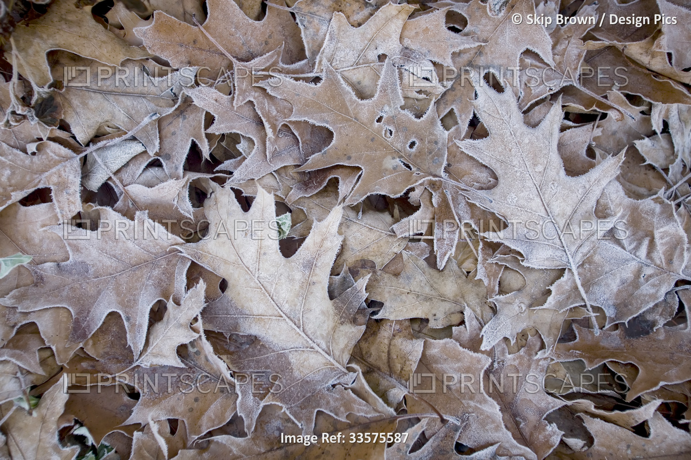 Dead leaves with a layer of frost, Tea Creek Mountain Trail - Pocahontas ...
