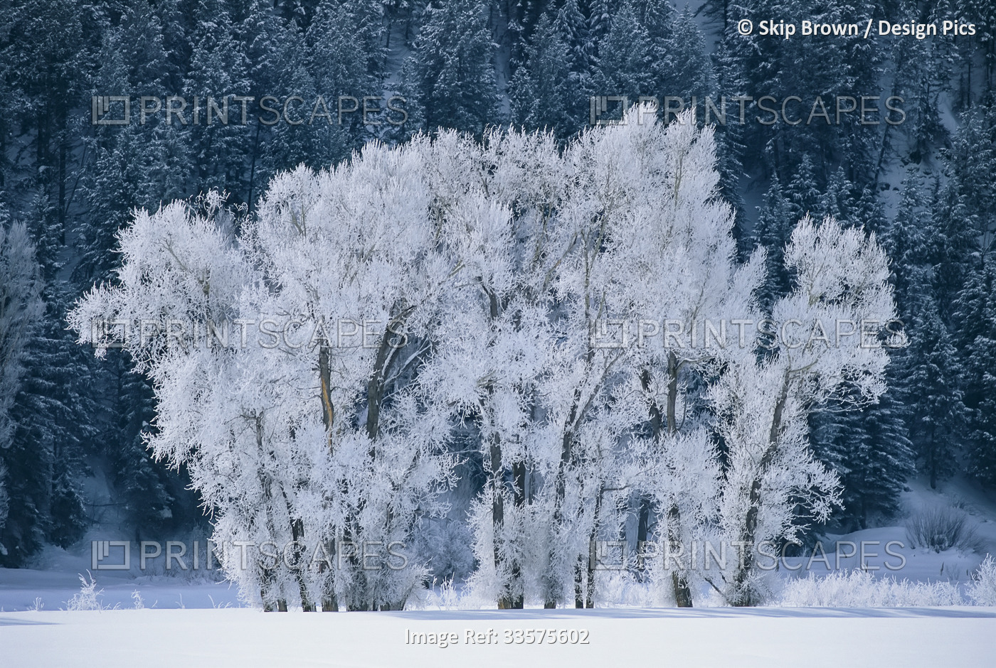 Cottonwood trees with frost near Steamboat Springs, Colorado.; STEAMBOAT ...