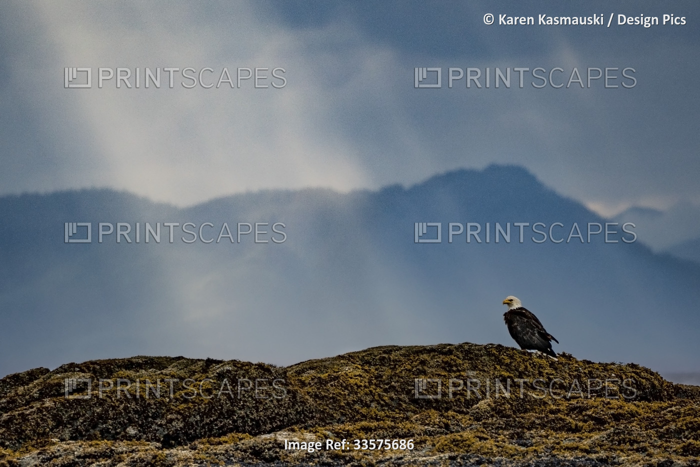 Bald Eagle (Haliaeetus leucocephalus) and late afternoon sunbeams in the ...