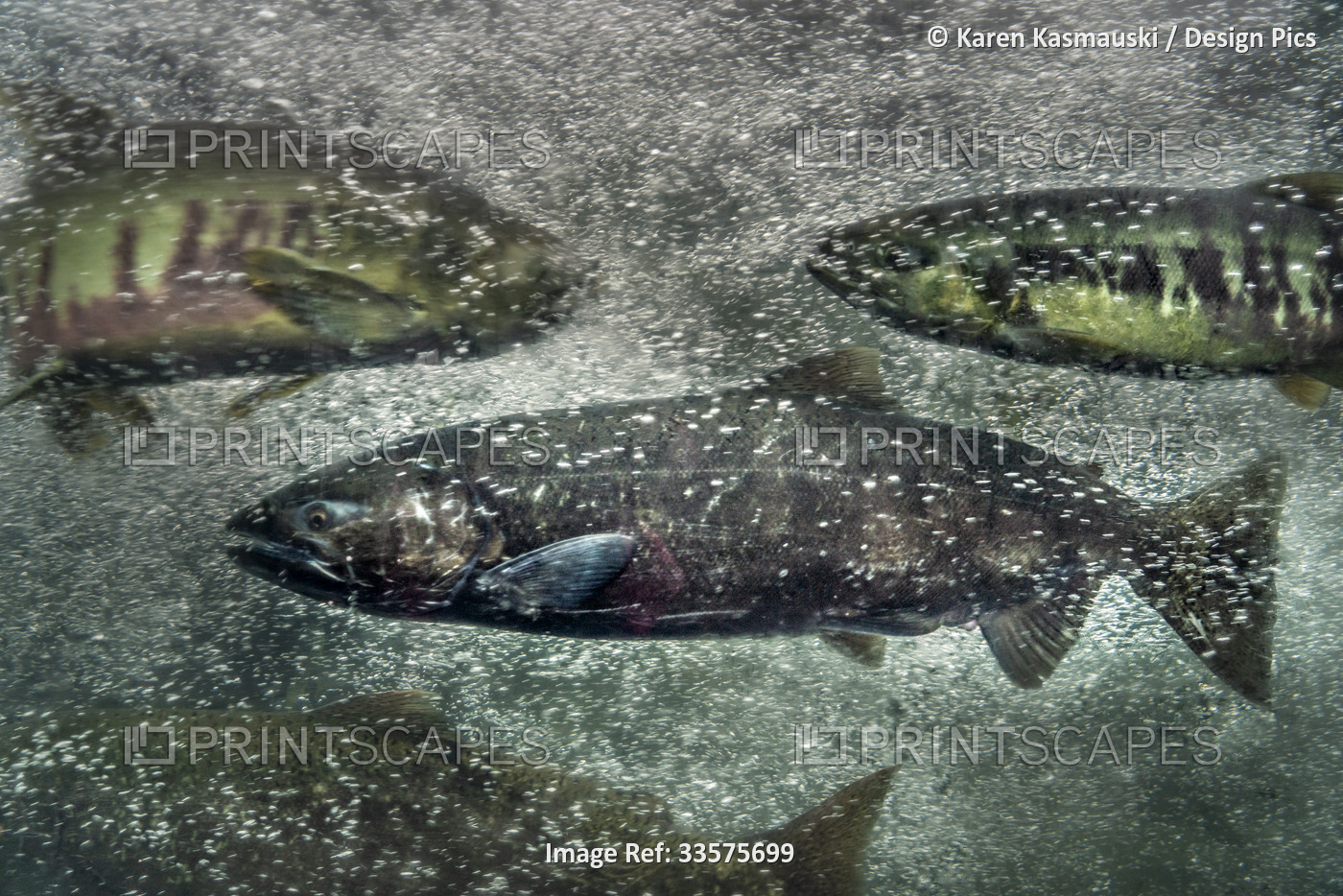 Close-up detail of salmon (Salmonidae) and bubbles in the water in a hatchery ...