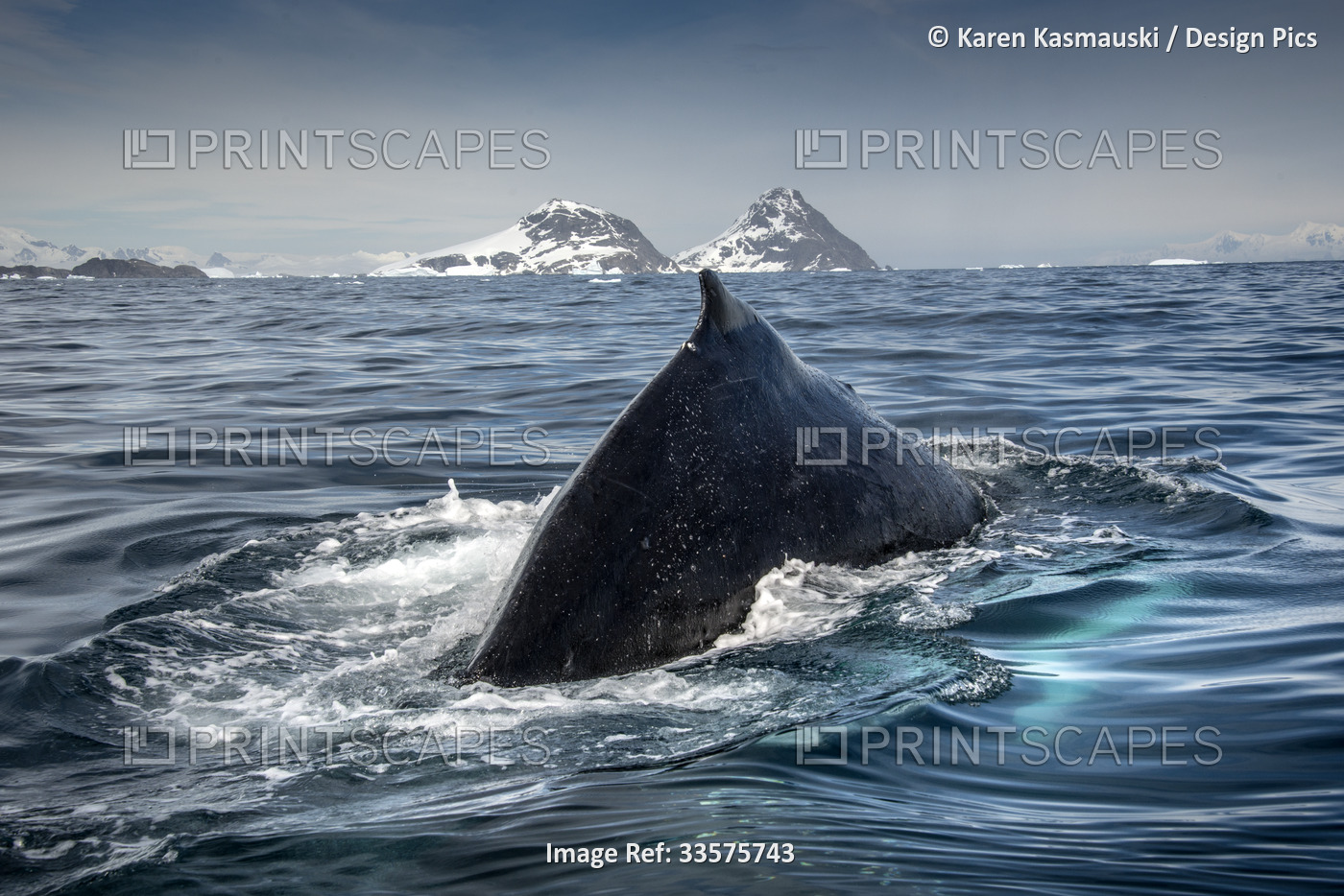 Humpback whale (Megaptera novaeangliae) diving in Cierva Cove; Antarctica