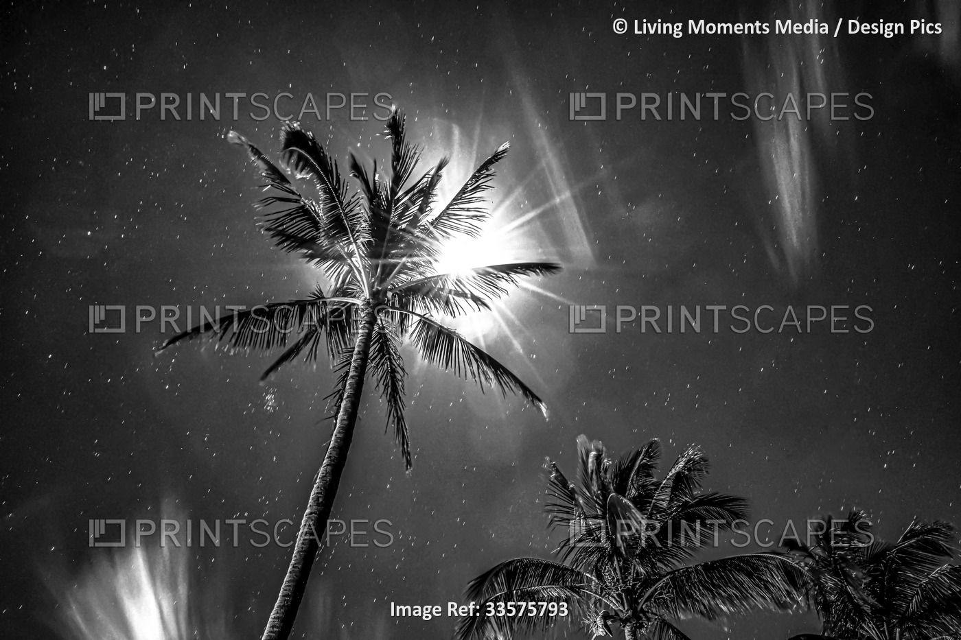 Palm trees under moonlight and a starry sky, black and white; Maui, Hawaii, ...