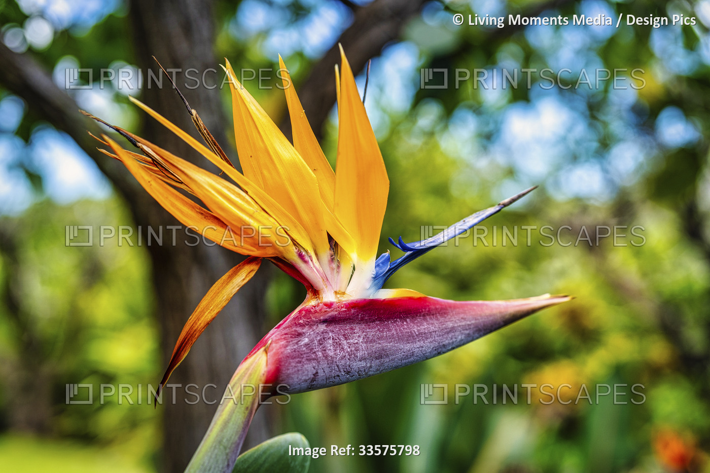Close up of the dramatic Bird of Paradise flower (Strelitzia reginae); Maui, ...
