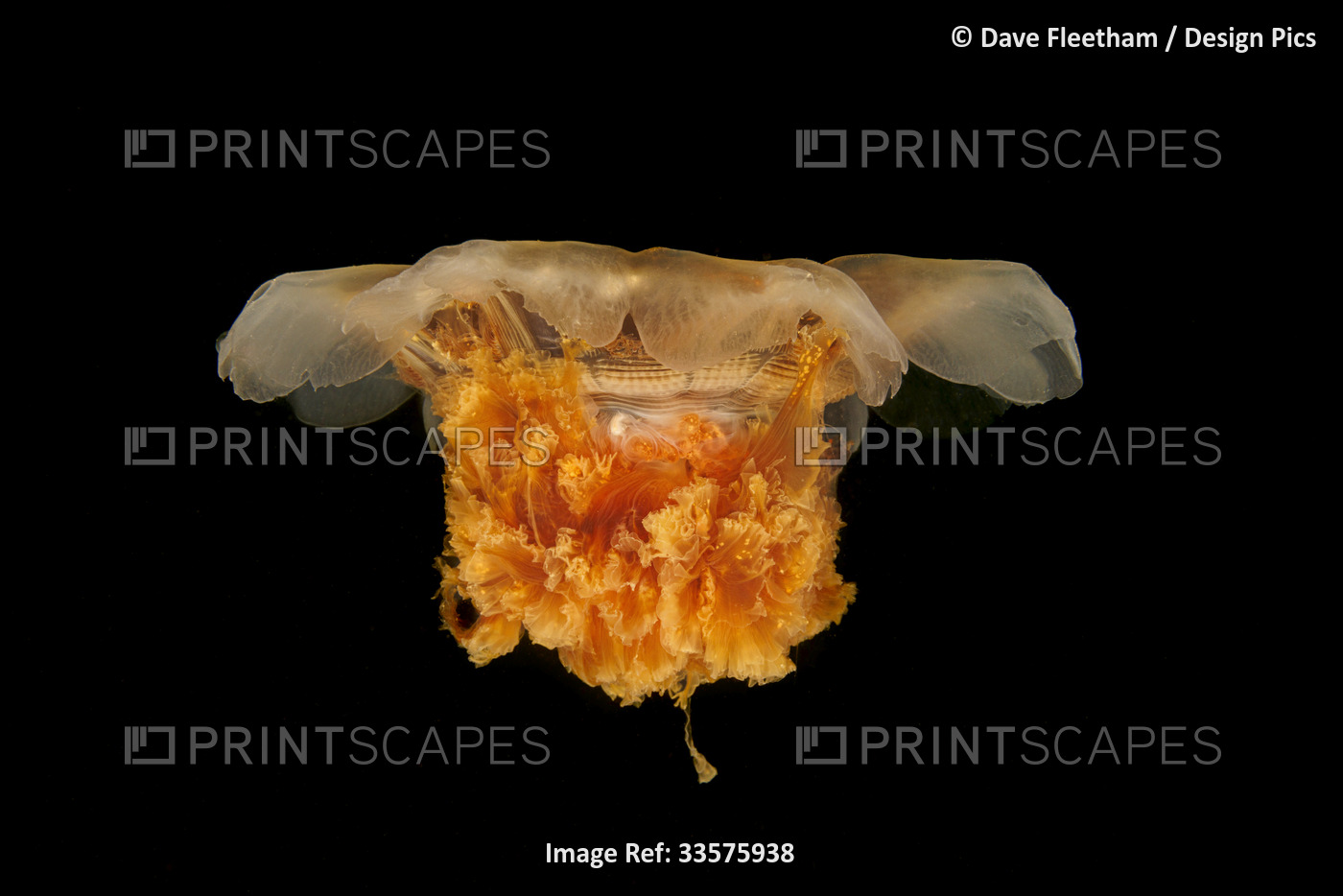 The Lion's mane jellyfish (Cyanea capillata) can reach six feet across with 30 ...