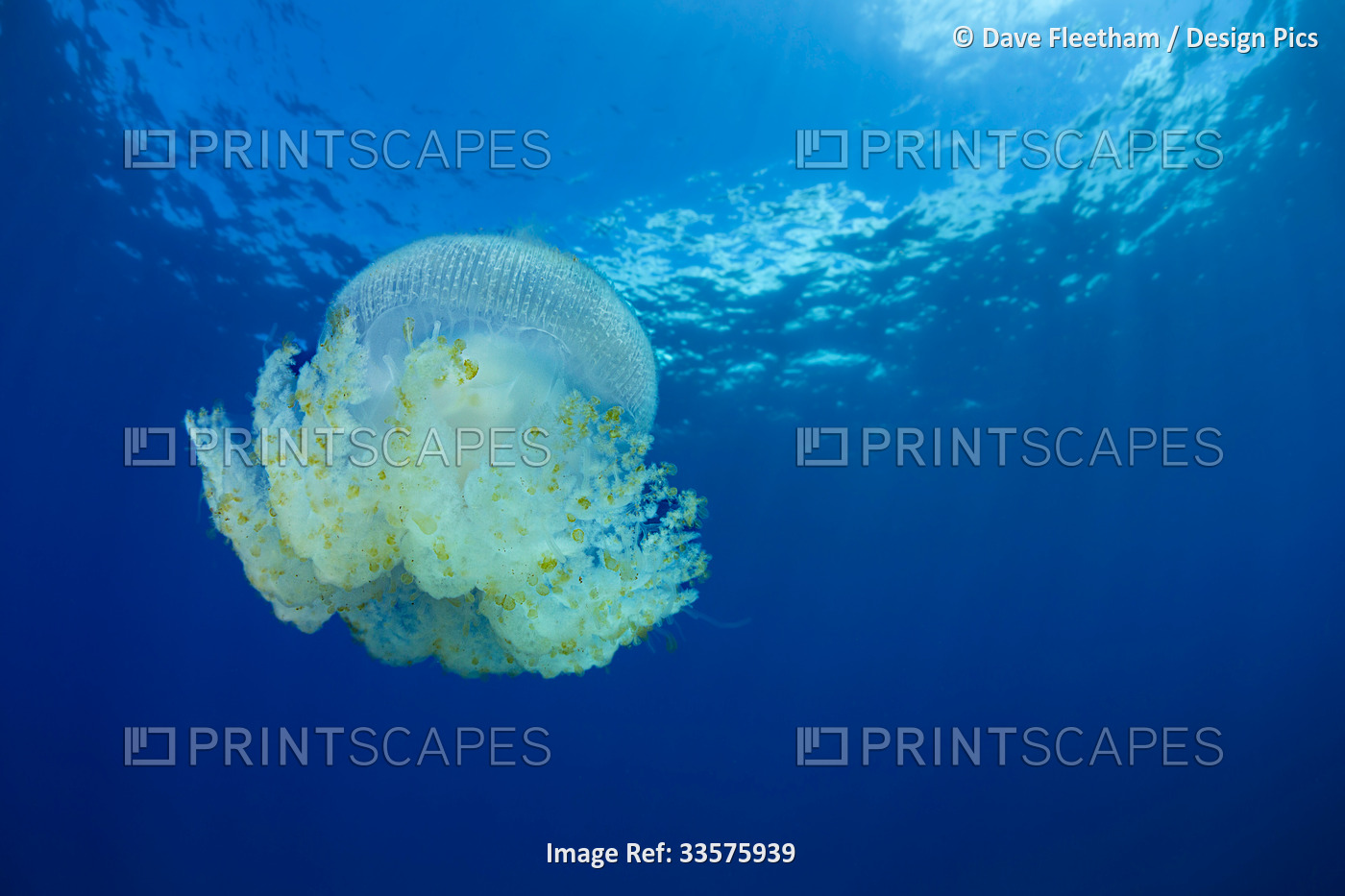 The Crown jellyfish (Cephea cephea) is also known as the cauliflower jellyfish, ...