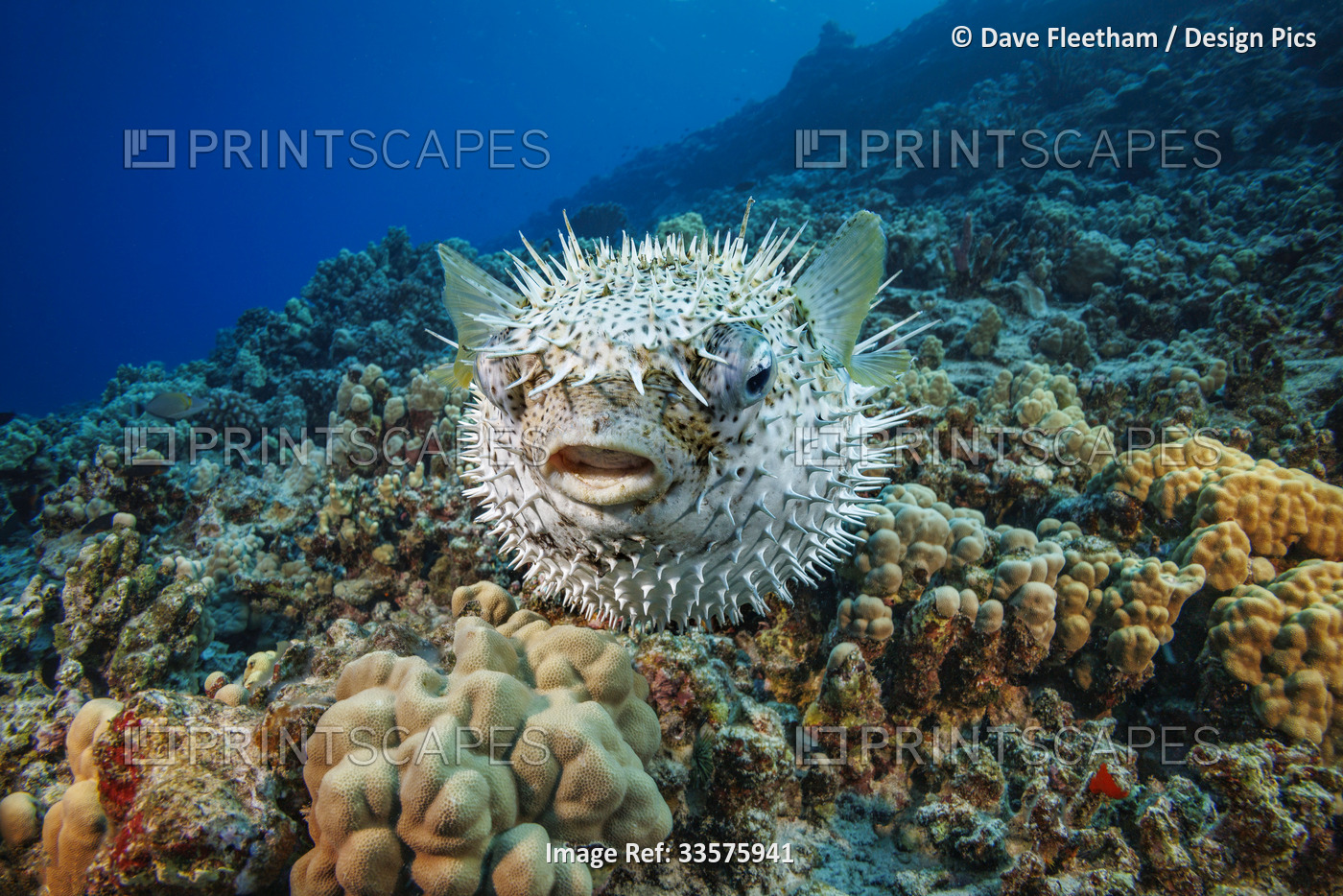 The Spotted porcupinefish (Diodon hystrix) feed primarily at night on hard ...