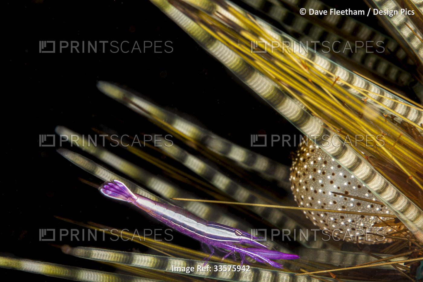 A tiny White-strip urchin shrimp (Stegopontonia commensalis) clings to the ...