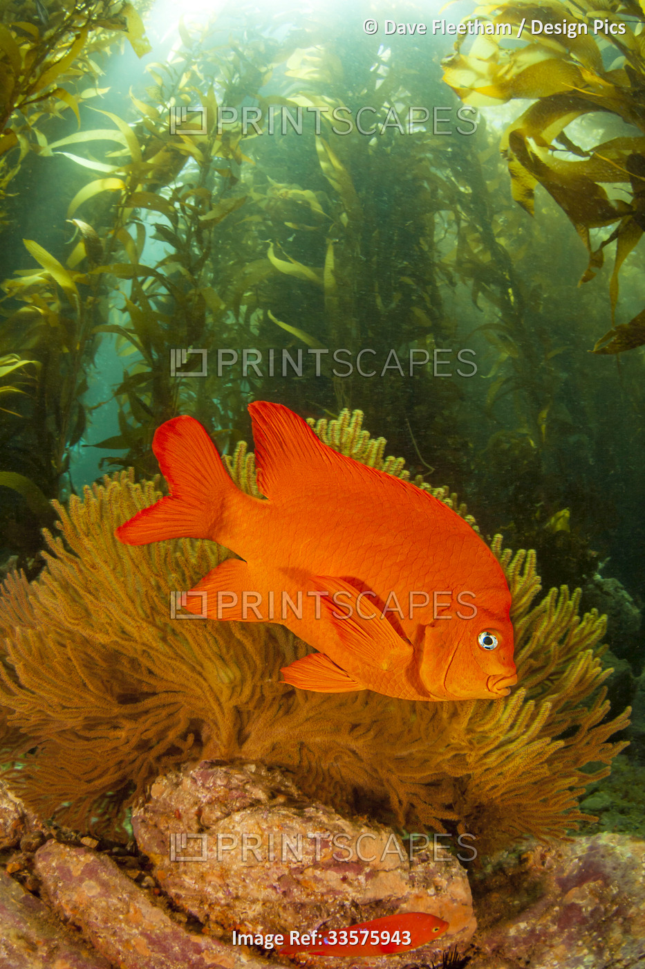 The Garibaldi (Hypsypops rubicundus) is the state fish of California.  It is ...