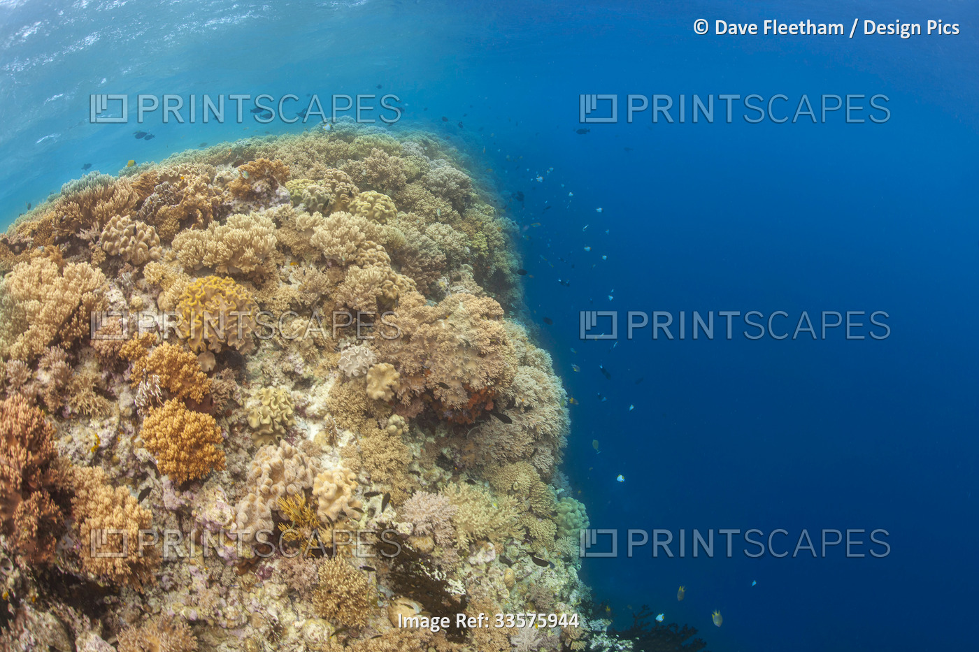 Both soft and hard coral line the top of the reef at the edge of a wall in the ...