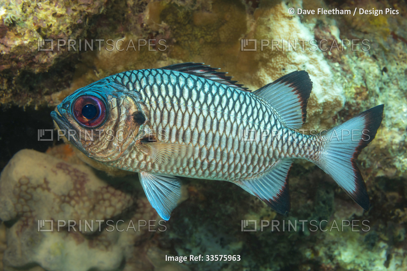 The scales on the Shadowfin soldierfish (Myripristis adusta) are particularly ...