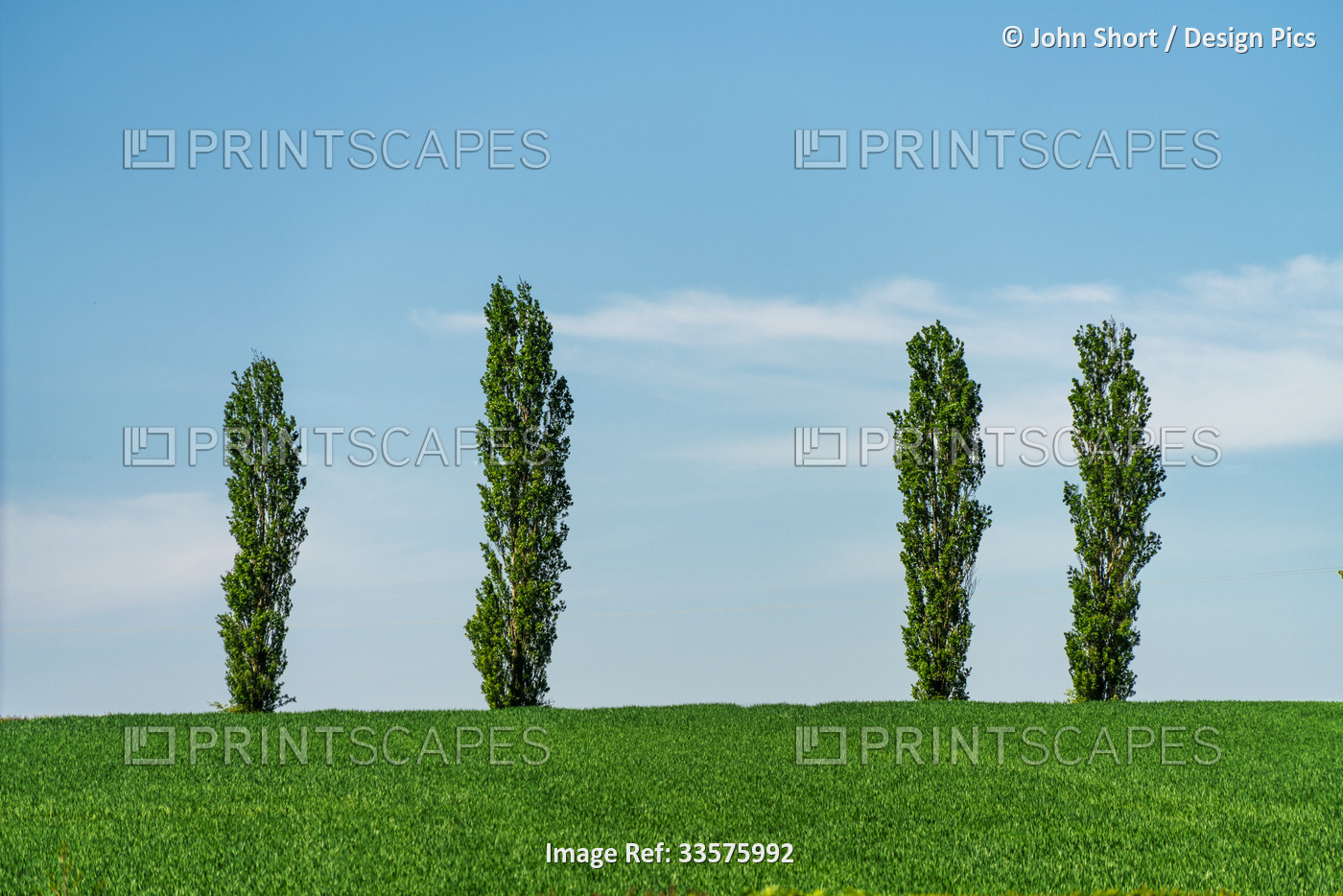 Four tall narrow trees with green foliage on a grass field along the horizon ...