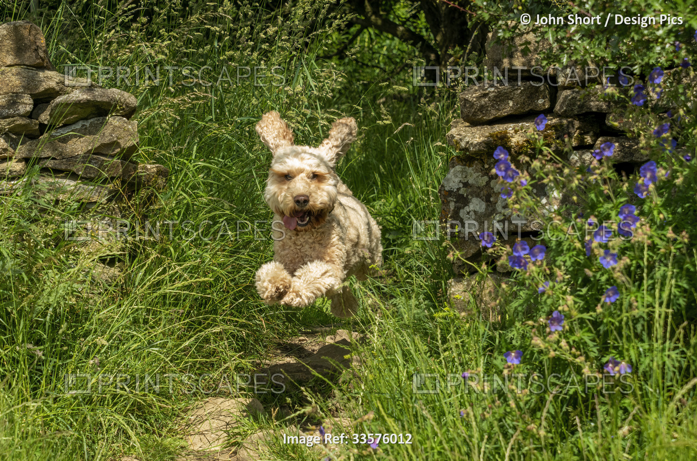 Blond cockapoo dog leaps mid-air down a garden path; Ravensworth, Richmonshire, ...