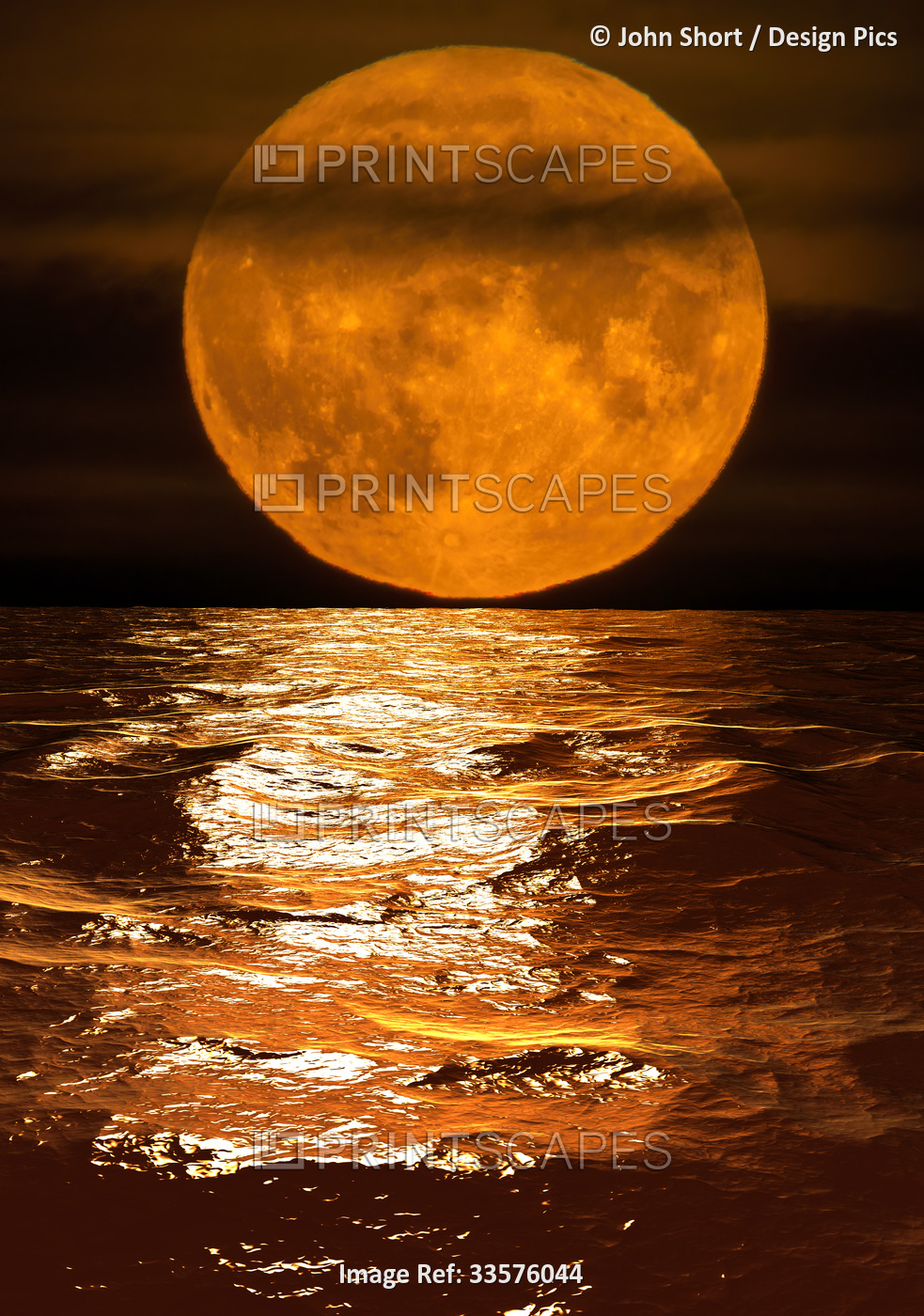 Glowing harvest moon rests on the horizon and reflects in tranquil water; South ...