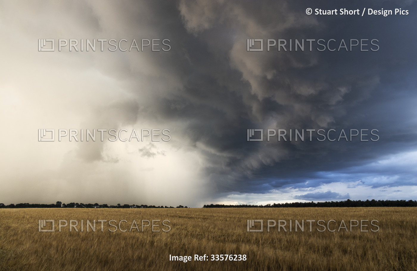 A huge Arcus cloud from a severe thunderstorm sweeps across a wheat field on a ...