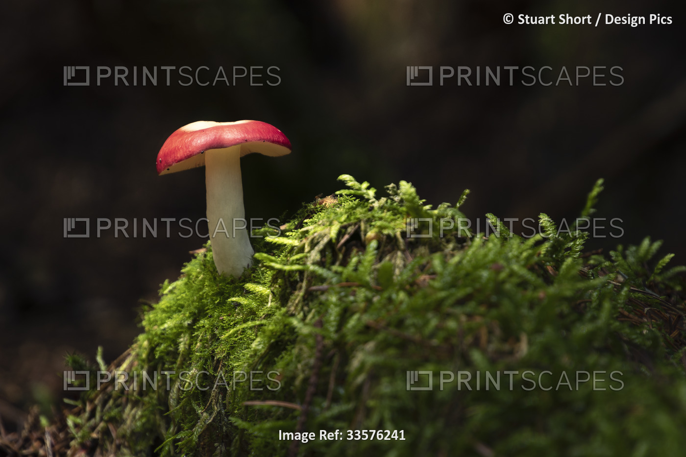 An isolated toadstool momentarily basks in the sunlight in a dark and dense ...