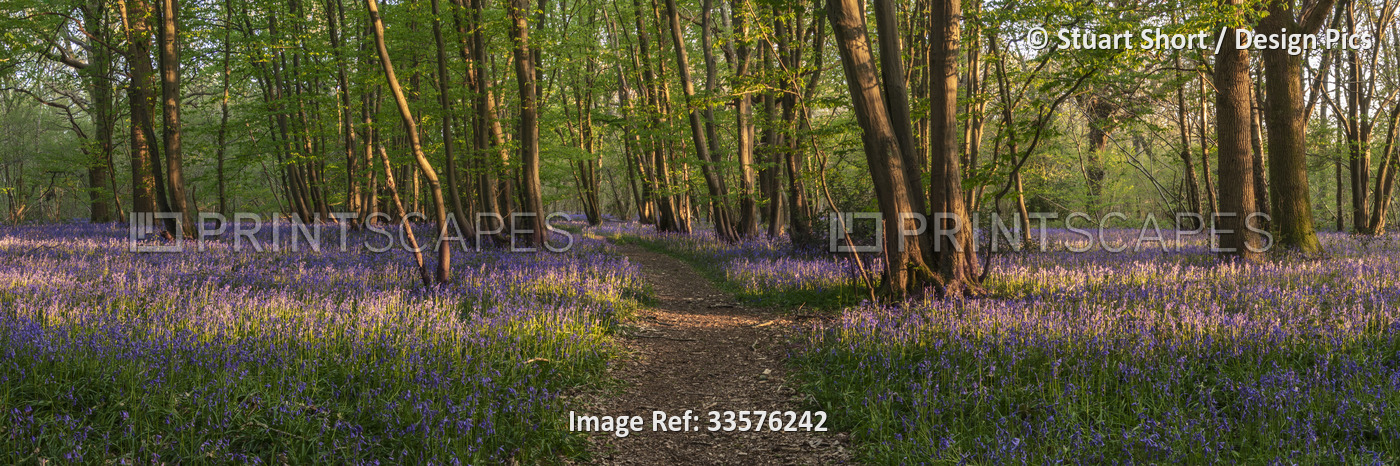 A well trodden path cuts through a forest of bluebells catching the last rays ...