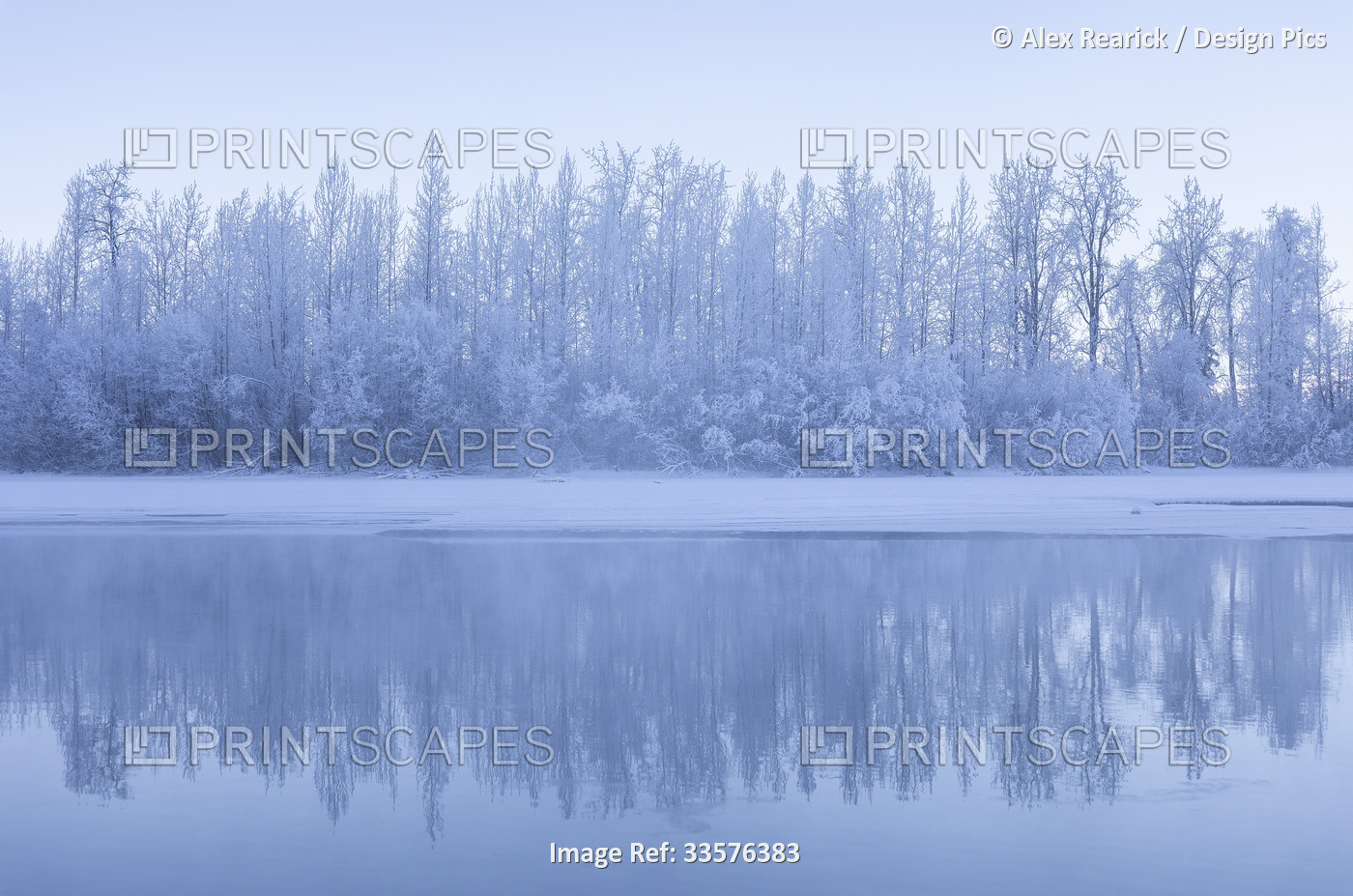 Winter beauty at sunrise, with a frosty forest and snowy shoreline reflected in ...