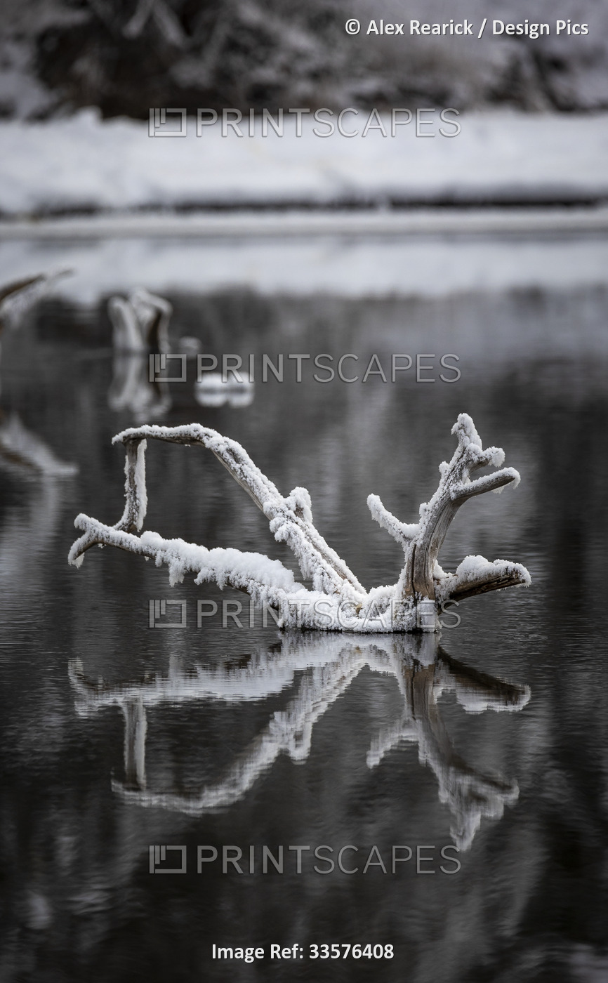 Snow-covered dead wood with mirror image reflection in water; Eagle River, ...