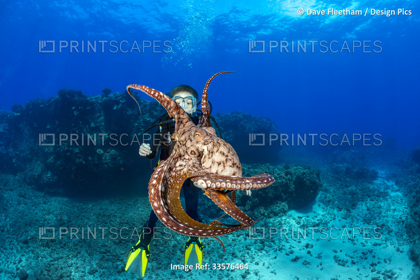 Cautious and curious at the same time, this Day octopus (Octopus cyanea) keeps ...