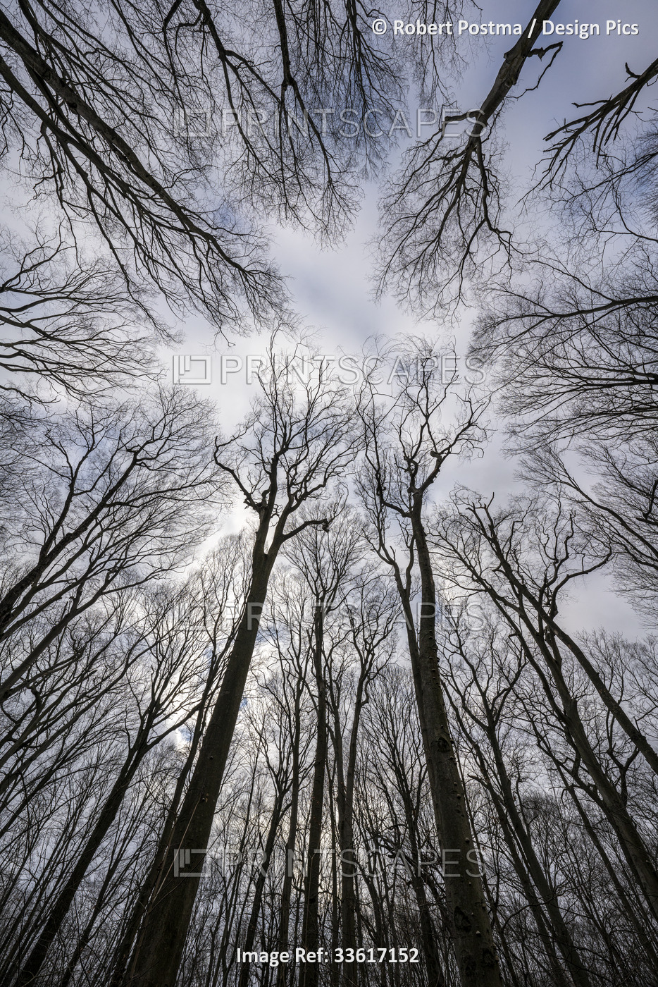 Looking up into the canopy of leafless trees of an Ontario forest in winter; ...