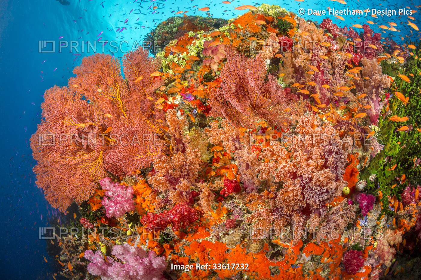 Alconarian and gorgonian coral with schooling anthias dominate this Fijian reef ...