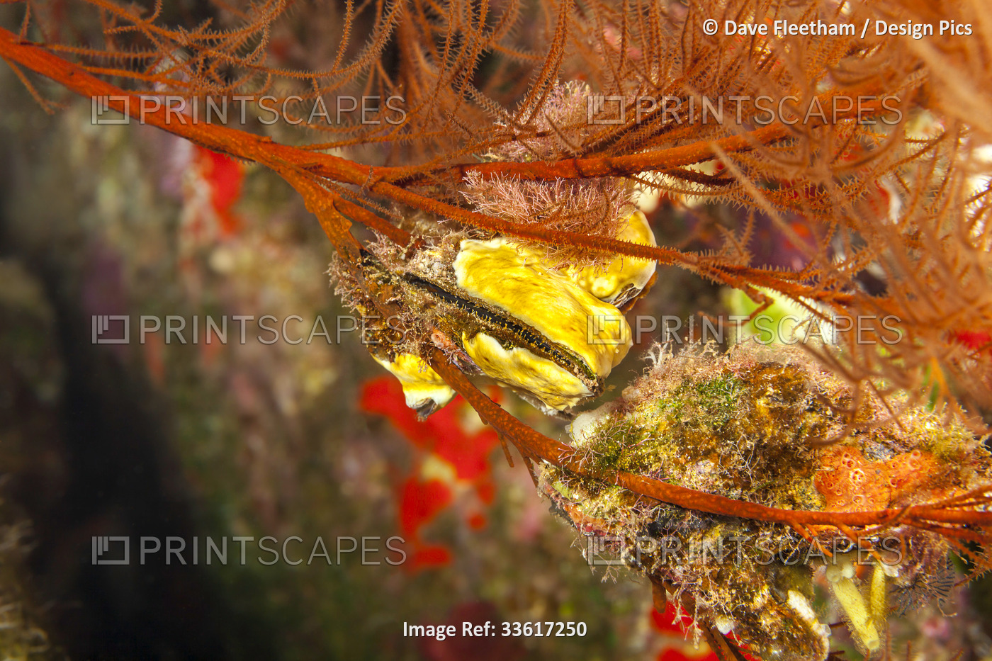 Two Winged pearl oysters (Pteria brunnea) on a black coral tree (Antipathes ...