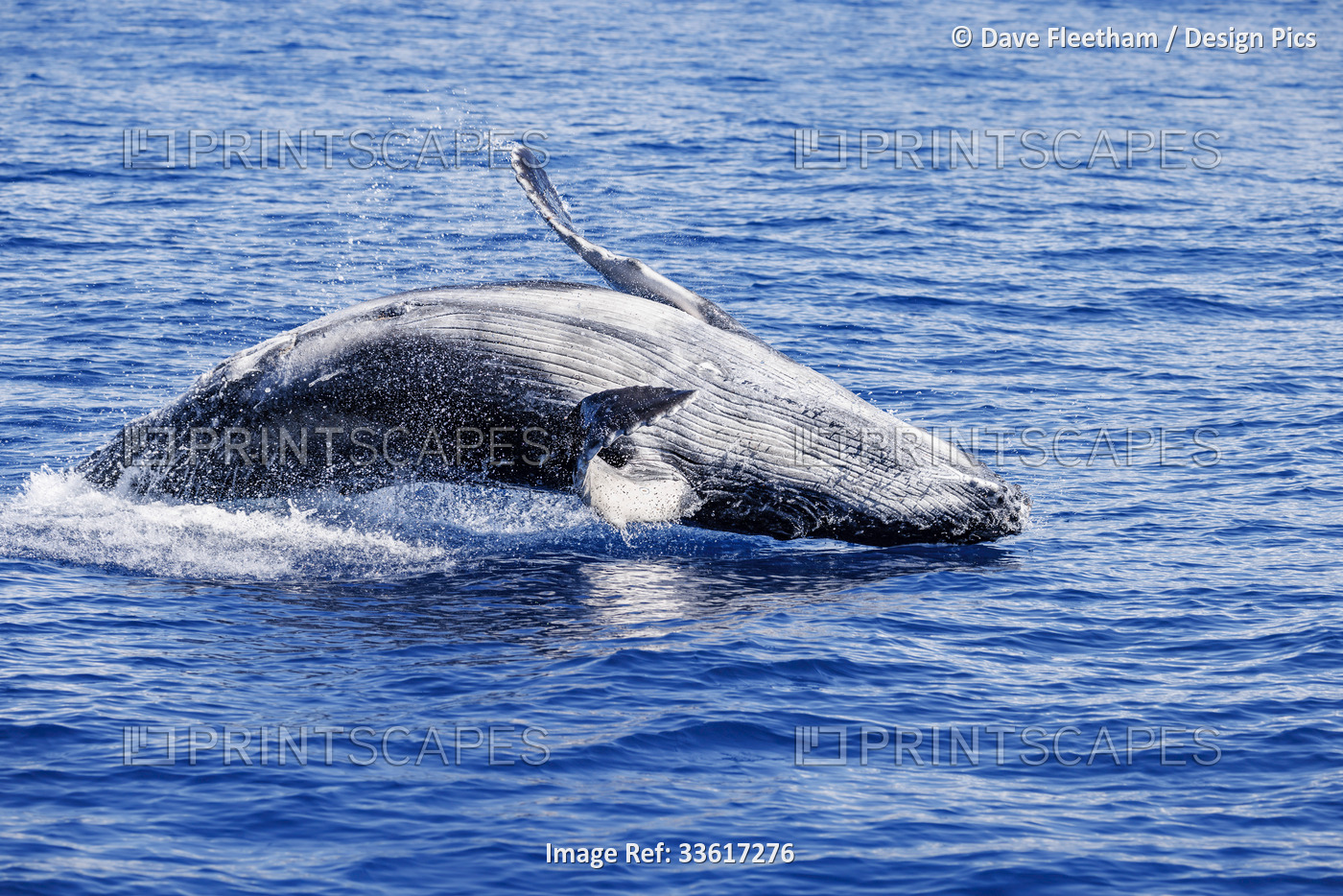 This breaching Humpback whale calf (Megaptera novaeangliae) is likely around ...