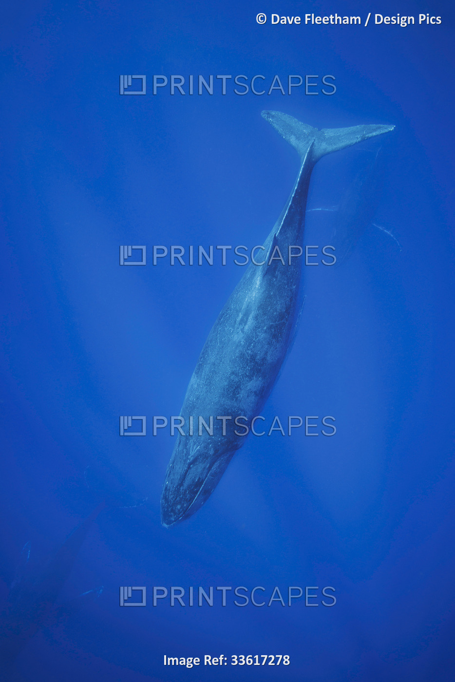 Humpback whales (Megaptera novaeangliae) underwater; Hawaii, United States of ...