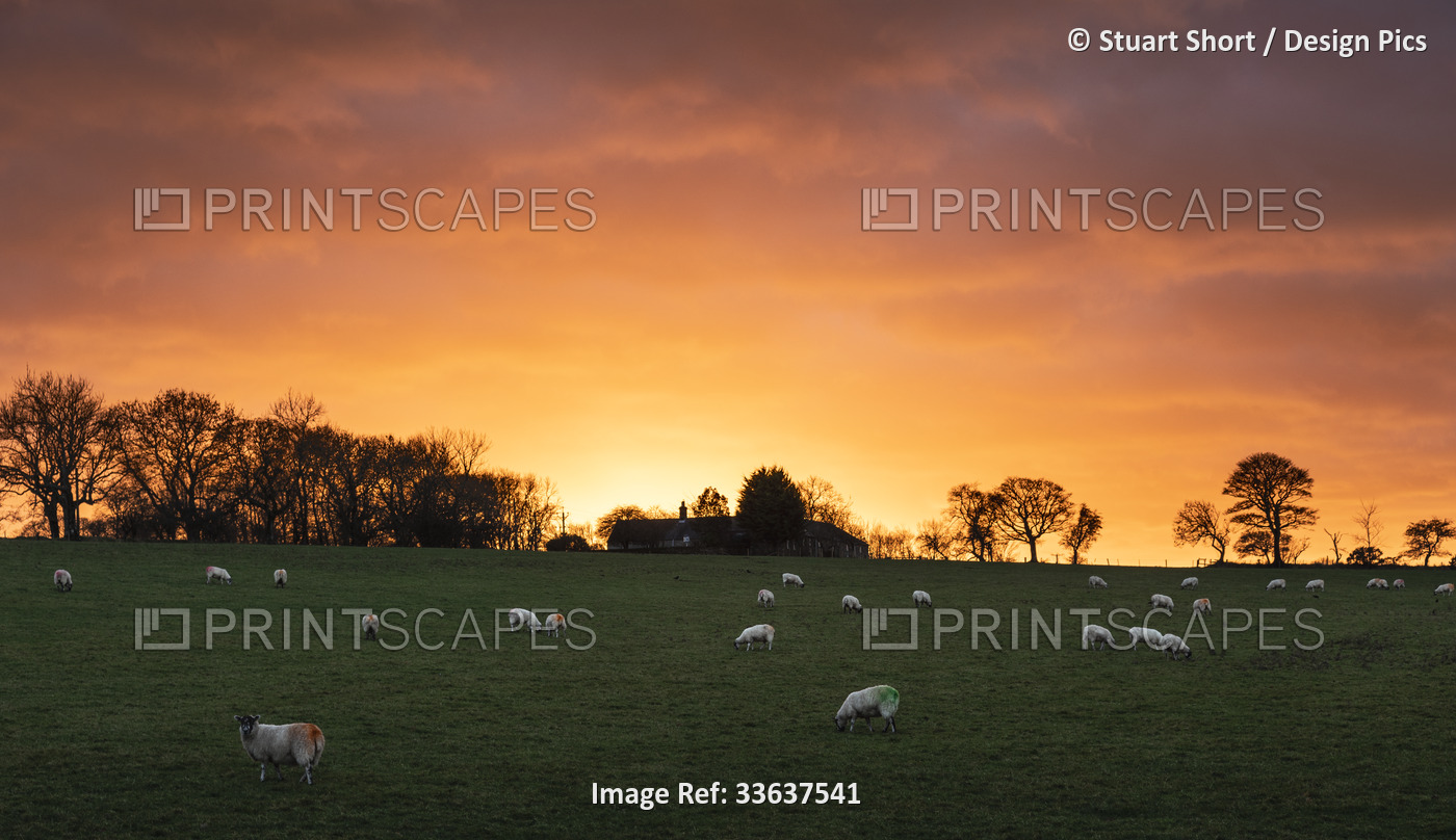 Sheep (Ovis aries) graze in a field as the sun sets behind the farm on a ...