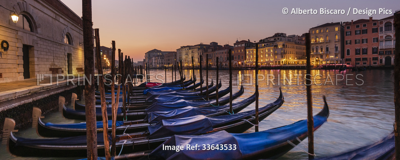 Gondolas covered in blue tied along the shoreline in a canal in Venice; Venice, ...