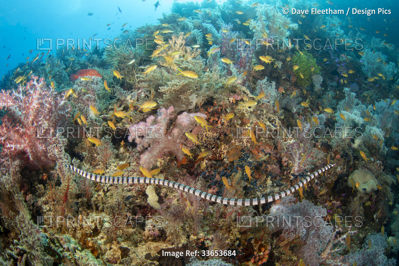 Venomous banded yellow-lipped sea snake (Laticauda colubrina), also known as a ...