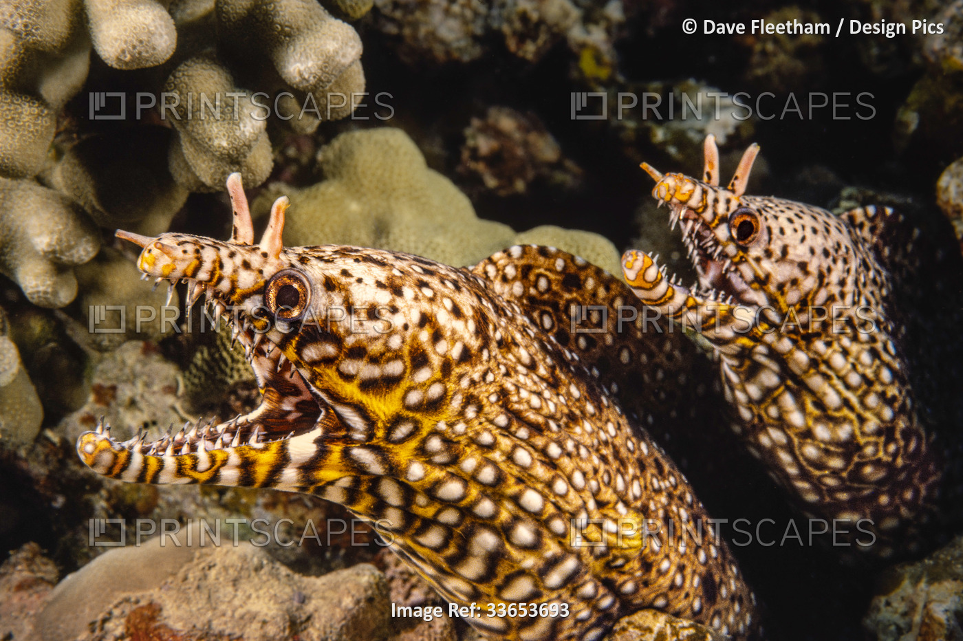 A pair of Dragon moray eels (Enchelycore pardalis) off the island of Maui, ...