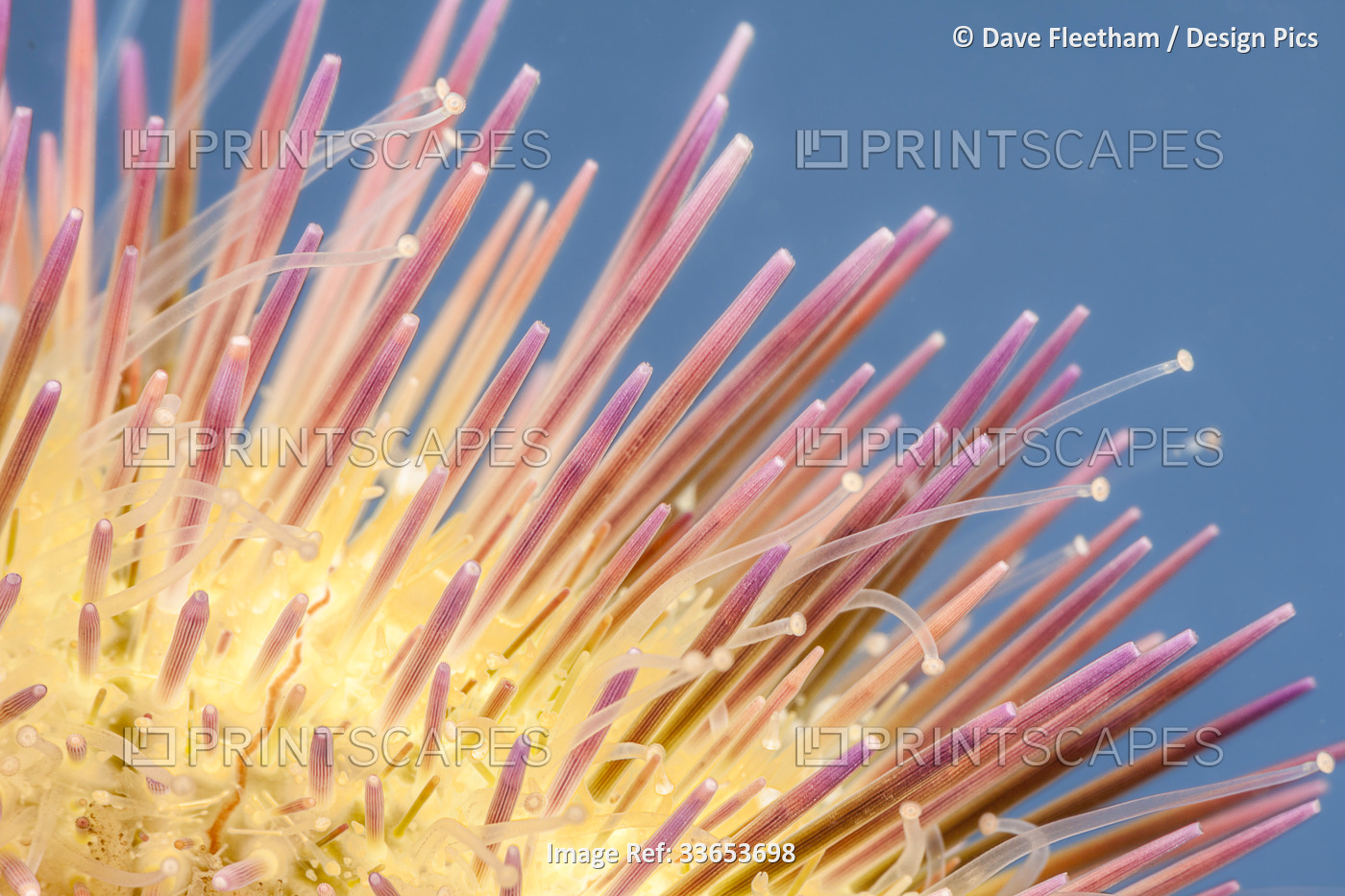 A close look at the spines and tube feet of the variegated urchin (Lytechinus ...