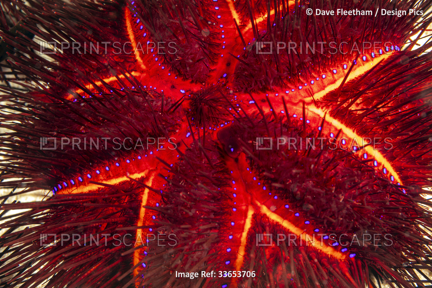 The Radiant sea urchin (Astropyga radiata) is also referred to as the Red ...