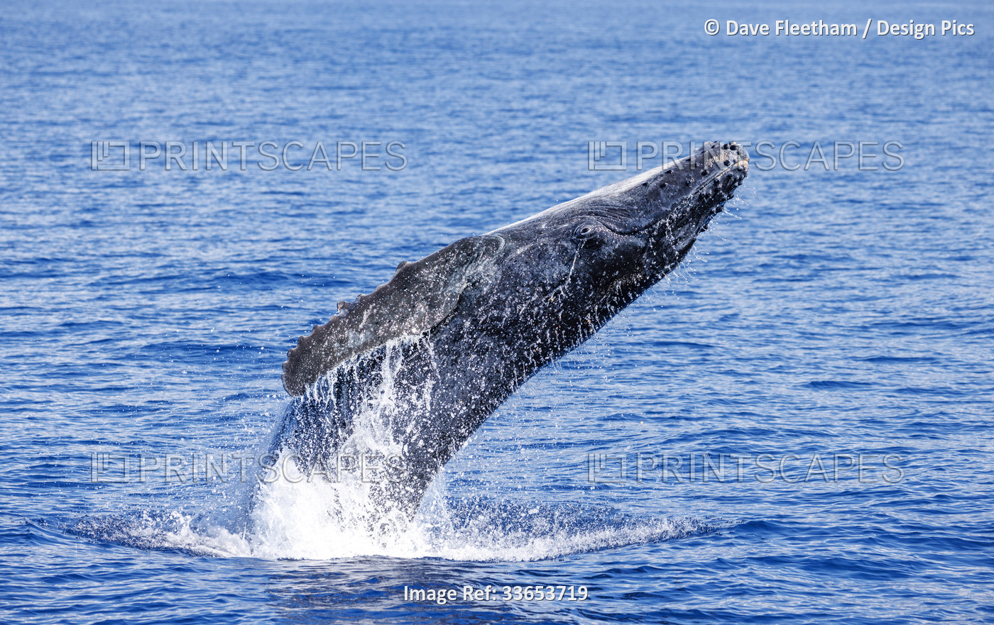 This Humpback whale calf (Megaptera novaeangliae) is breaching off the island ...