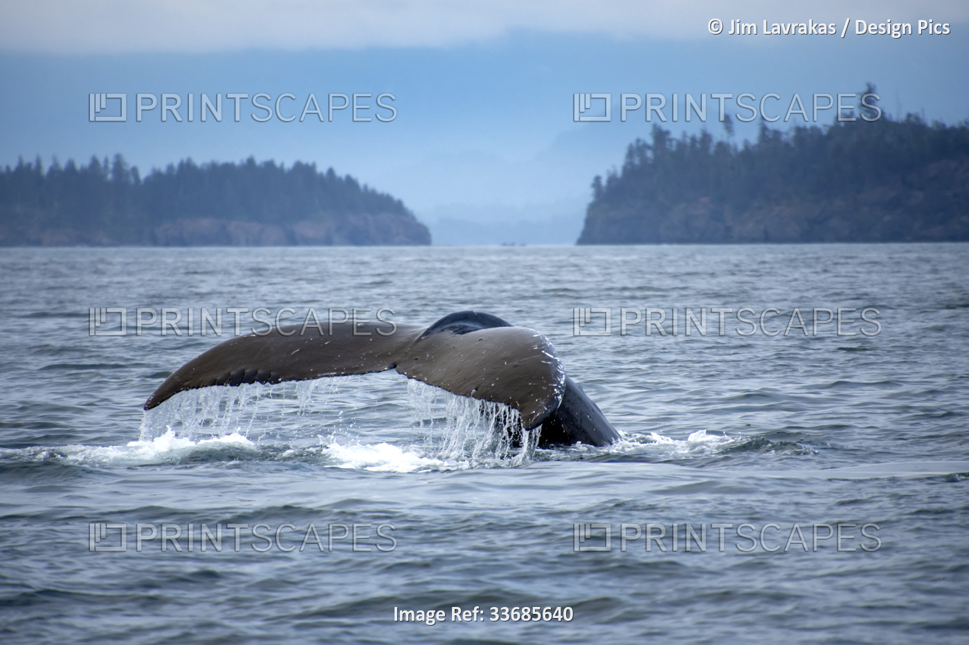 Humpback whale (Megaptera novaeangliae) fluke along the coast of Kachemak Bay ...