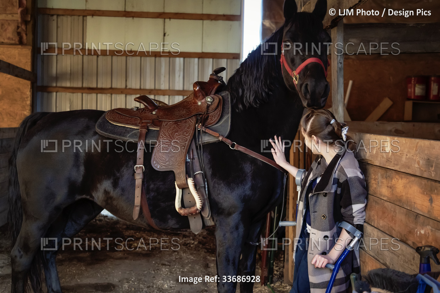 A young girl with Cerebral Palsy with a horse in a barn during a Hippotherapy ...