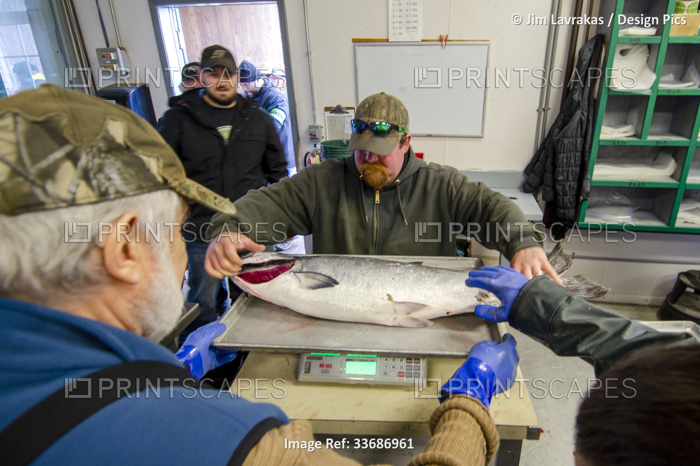 A fisherman weighs his king salmon during the 26th annual Homer Winter King ...