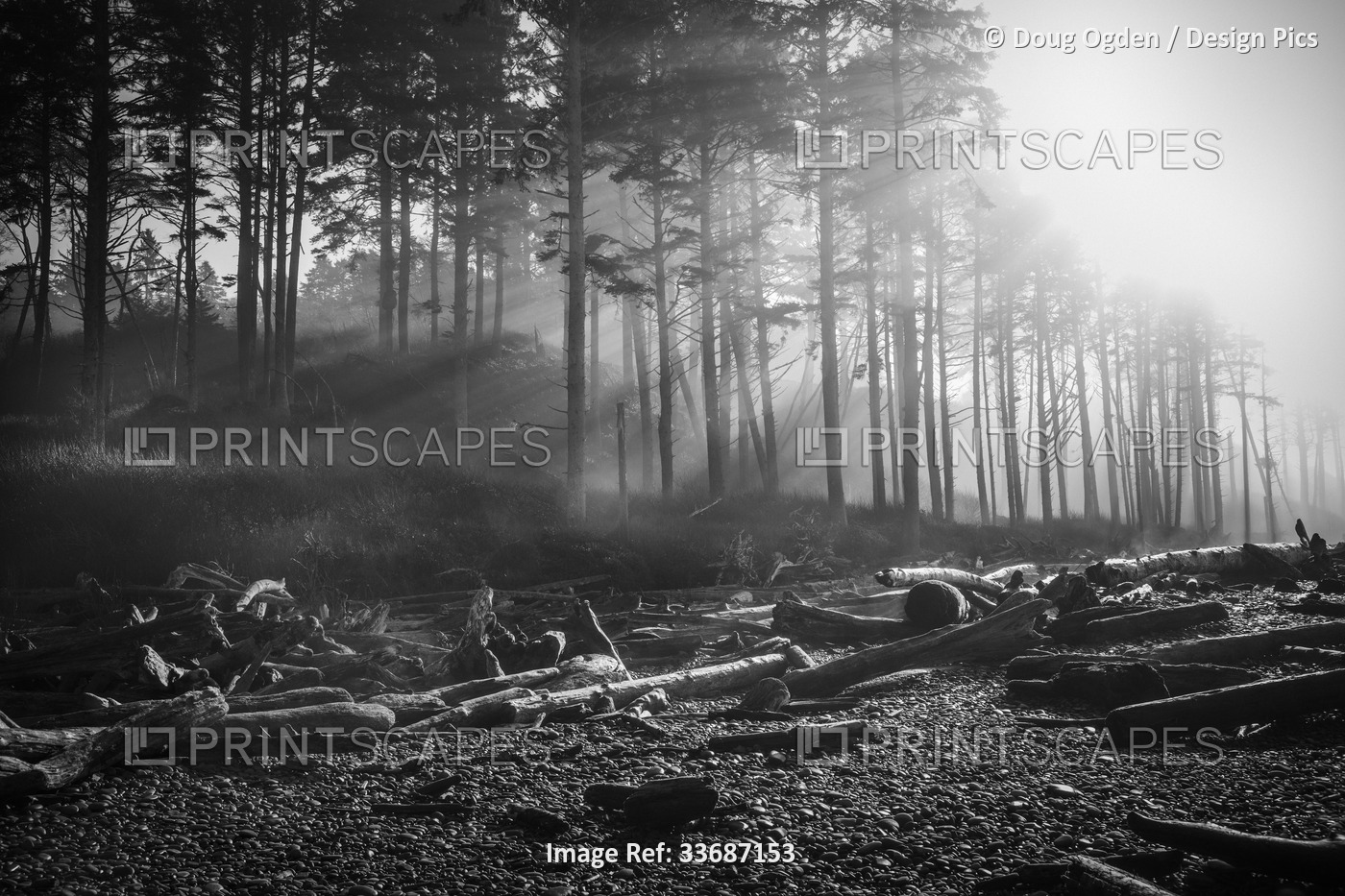 Black and white image of morning sun rays through the morning fog in the ...
