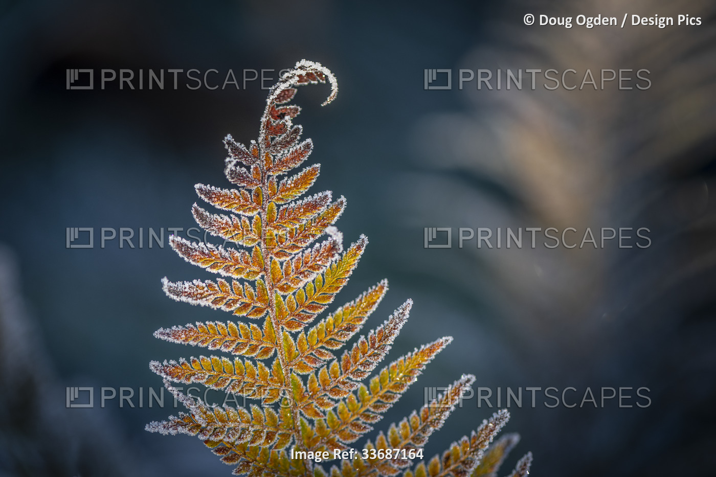 Detail of a Frosted Sword Fern; Olympia, Washington, United States