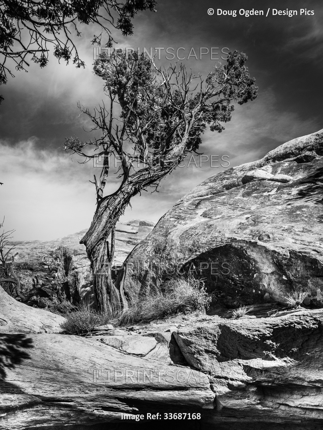Black and white image of a twisted and gnarled Juniper tree in Canyonlands ...