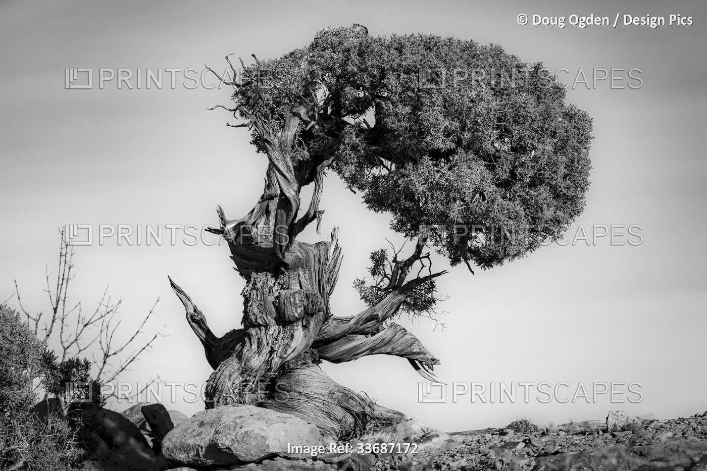 Black and white image of a very old twisted and gnarled Juniper tree in ...