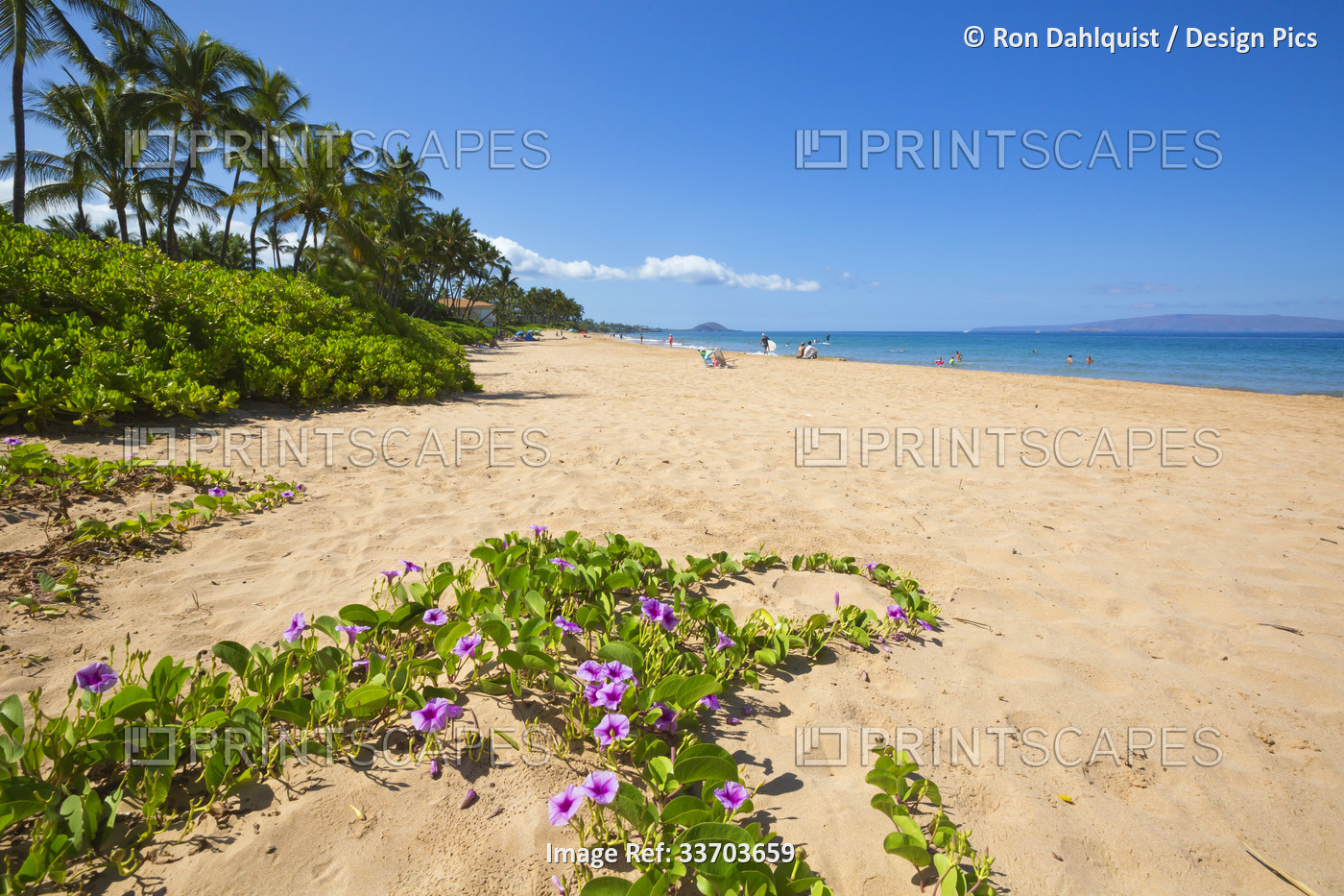 Keawekapu Beach and blossoming morning glory flowers in the sand; Kihei, Maui, ...