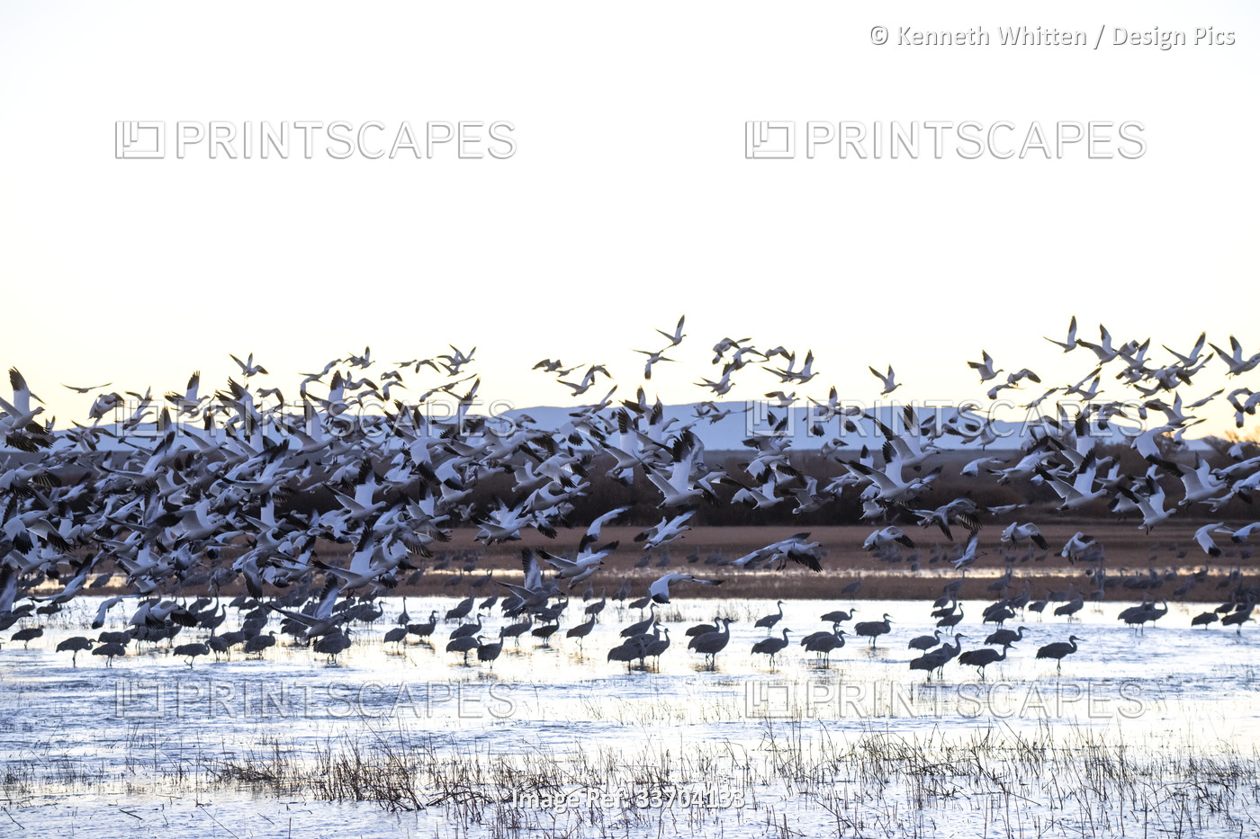 Dense flock of Snow Geese (Chen caerulescens) flying above Sandhill Cranes ...