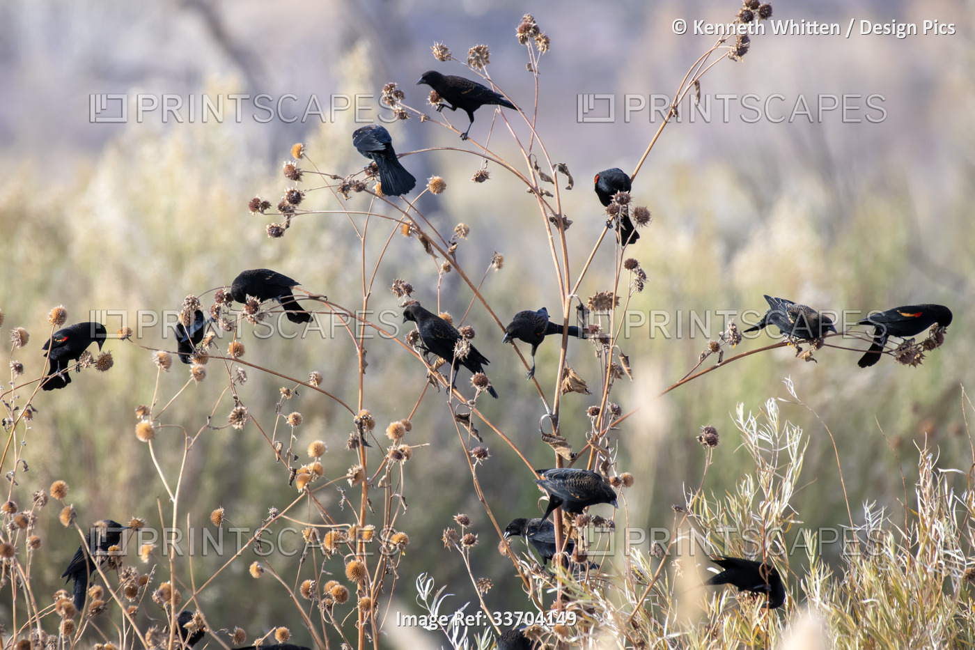Red-winged Blackbirds (Agelaius phoeniceus) feeding on wildflower seeds at ...