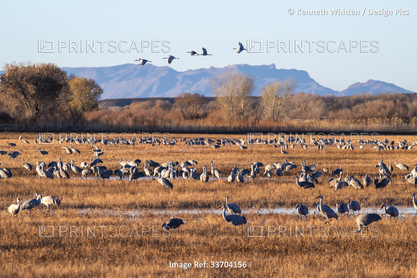Large flock of Sandhill Cranes (Antigone canadensis) feeding in the wetlands of ...