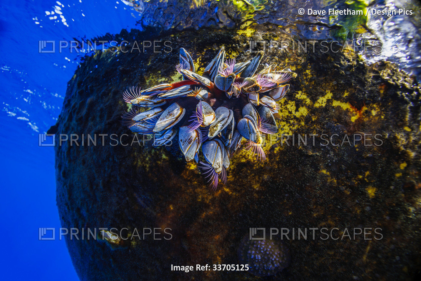 This group of Gooseneck barnacles (Lepas anatifera) are attached to a buoy ...