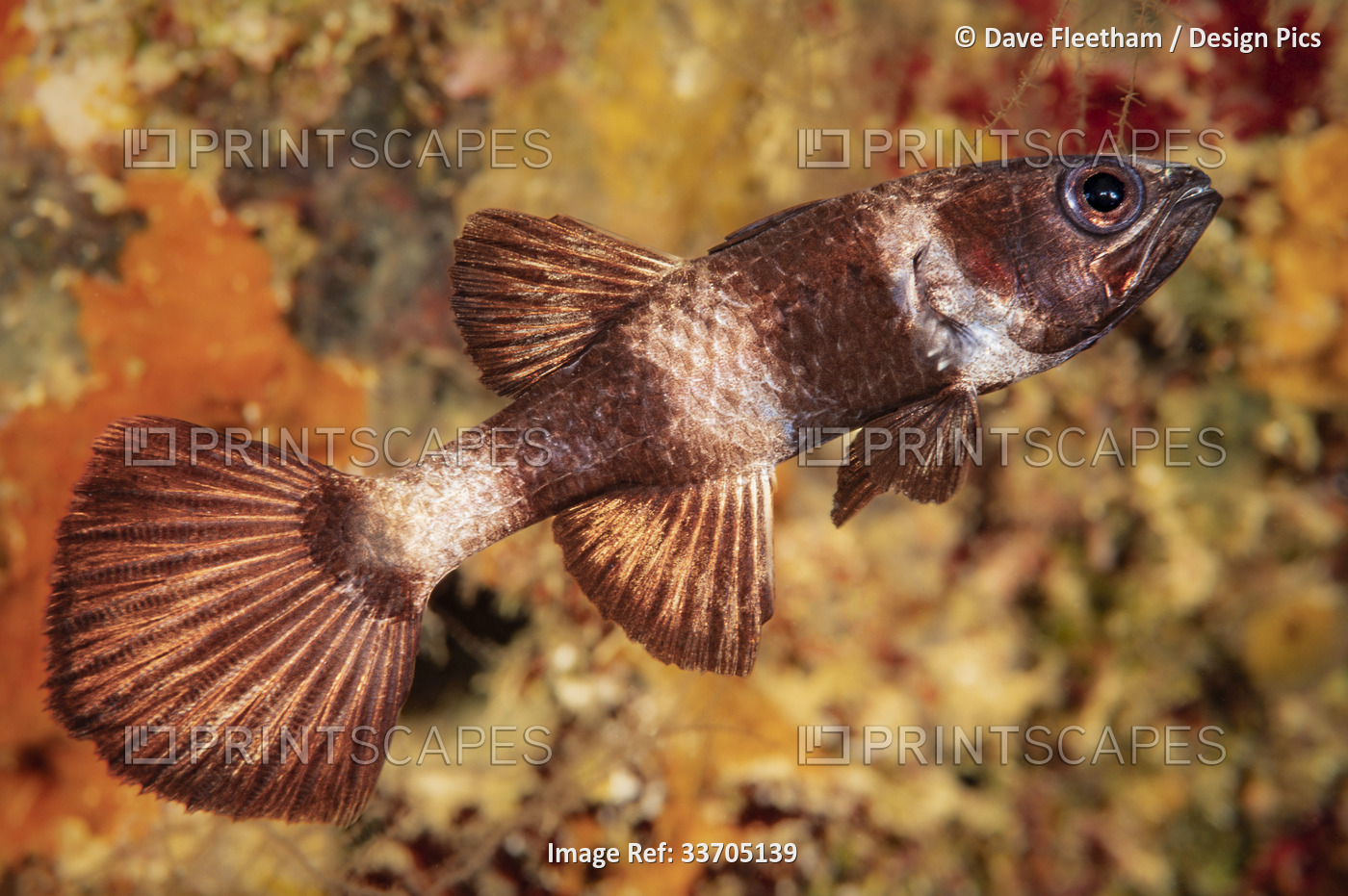 Paddlefin cardinalfish (Pseudamia zonata) can be found hovering inside caves; ...