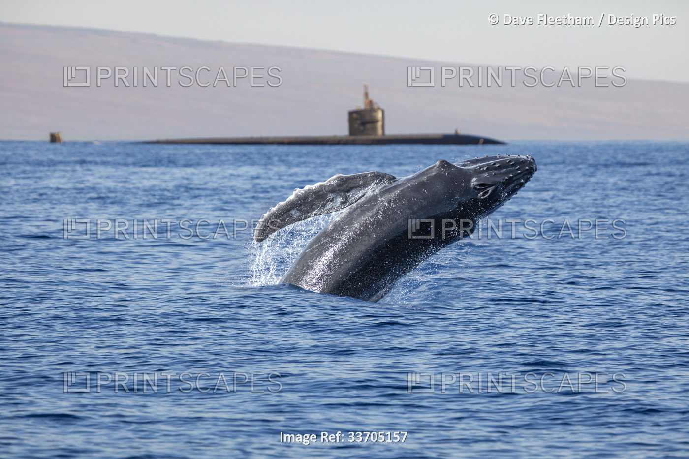 A humpback whale (Megaptera novaeangliae) breaches in front of a US Navy ...